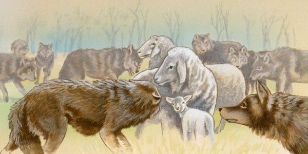 Voici que je vous envoie comme des brebis...